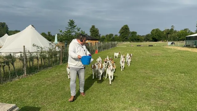 A group of goats follow a presenter as he holds a bucket of food.