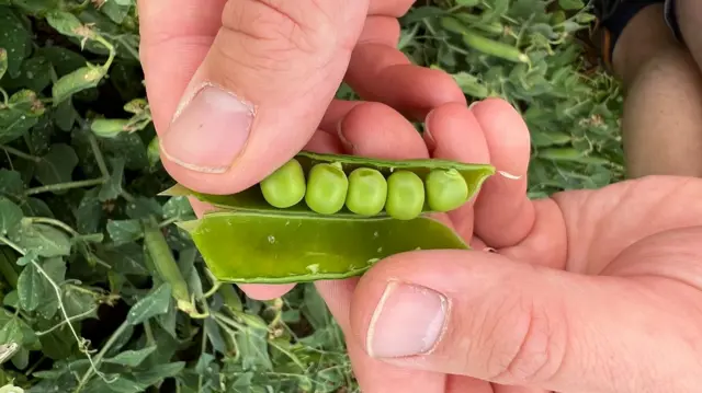 An aerial close up of a hand holding a pod of five peas.