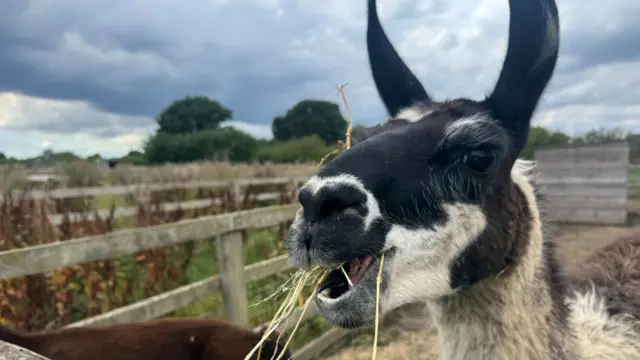 A black and white llama in an outside enclosure eats a handful of hay.