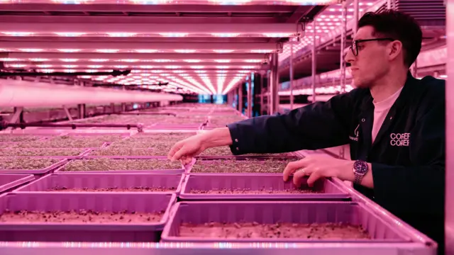 A man with dark hair and glasses is working in a room that is illuminated in pink lighting. There are hundreds of trays full of small plants growing in them.