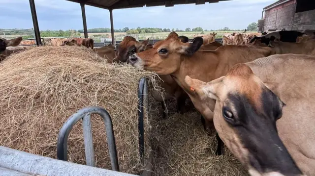 Several brown cows pictured in a farm, some are eating hay.