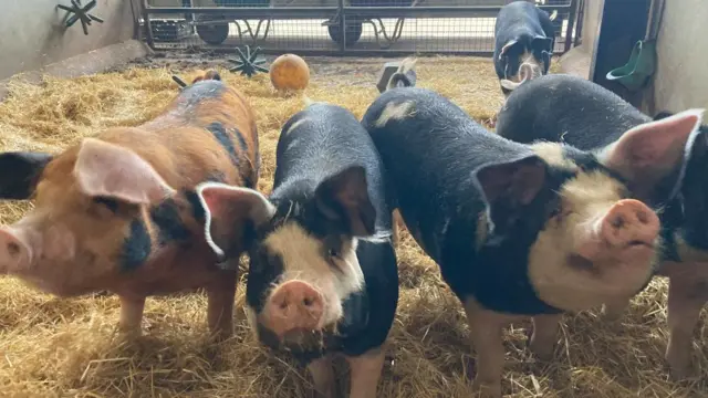 A group of three pigs in a line, looking at the camera with hay beneath them.