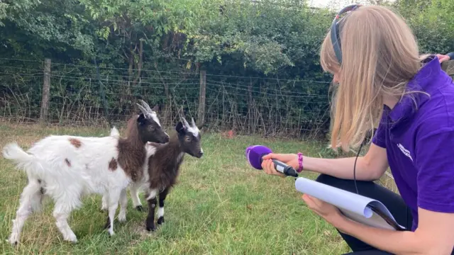 Two goats in a field as a woman crouches nearby with a microphone facing towards them.