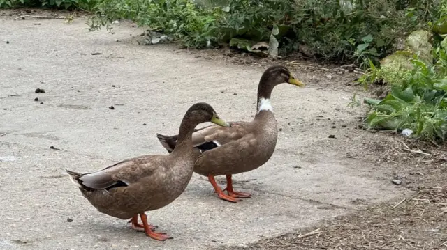 Two ducks pictured side by side, with greenery next to them