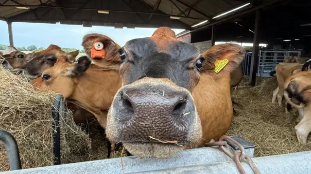 A cow looking directly into a camera.