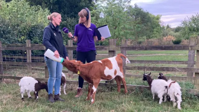 Two women stood in field, one with a microphone. Cow drinks from a bottle held by one of the women and goats stood nearby.