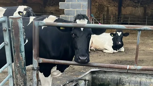 A black and white cow behind a metal fence.