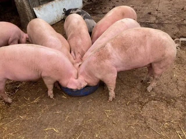 A gaggle of pigs surround a bowl of food.