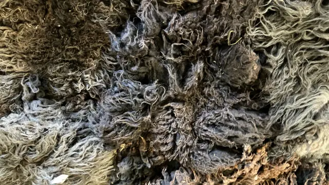 A picture of a pile of wool, freshly shorn off a sheep