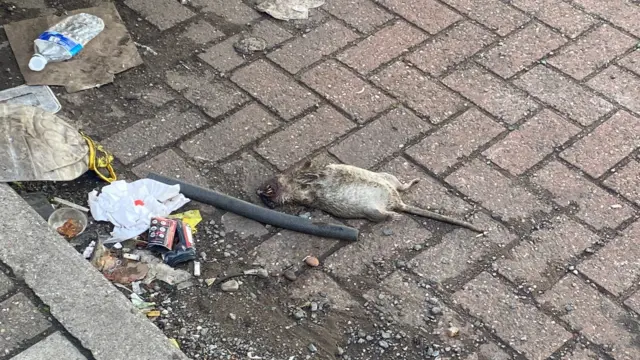 Rat
