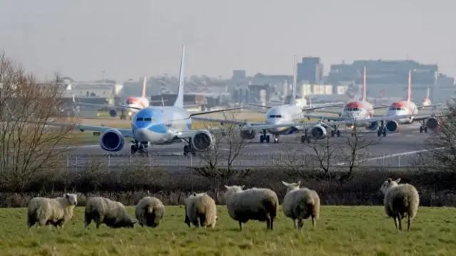 Plane on runway with sheep in foreground