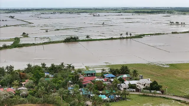 Flooded rice fields beside a cluster of houses