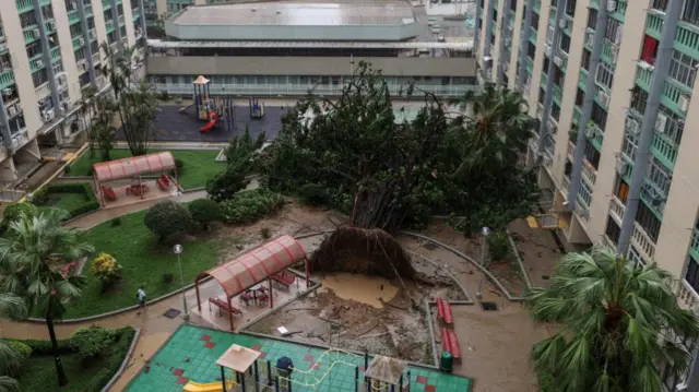 A tree lies toppled by Super Typhoon Ragasa’s fierce winds in Hong Kong