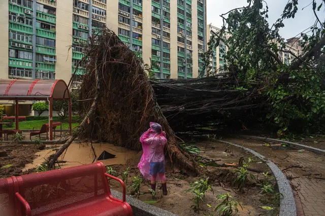 A person in a pink rain poncho stands next to a huge uprooted tree laying on its side