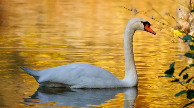 A swan