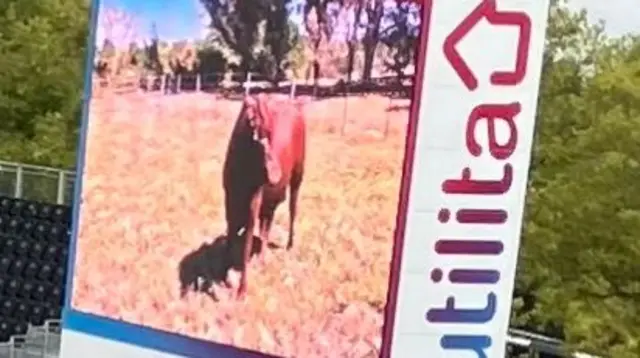 A bull on a big screen at a cricket ground