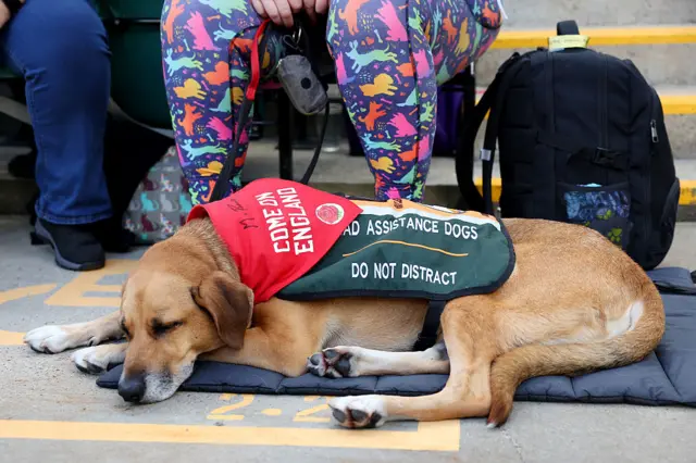 An assistance dog lays asleep