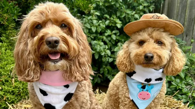 Dogs