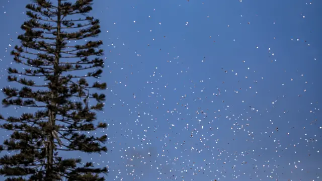 Dozens of white leaflets are visible against a darkening sky, with a tree to the left of the photograph
