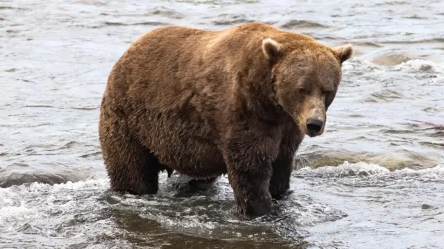 A large brown bear walks in a river looking down.