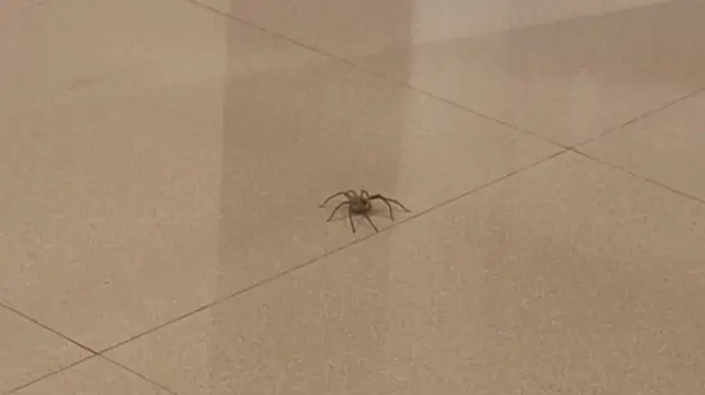 spider
