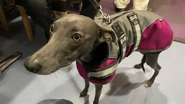 A whippet in a pink coat