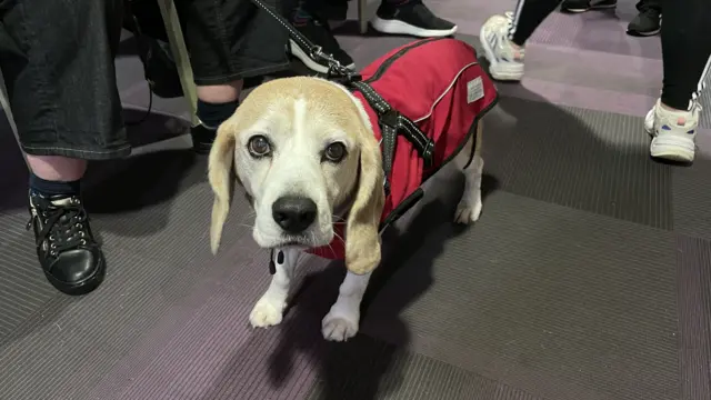An elderly beagle in a red coat