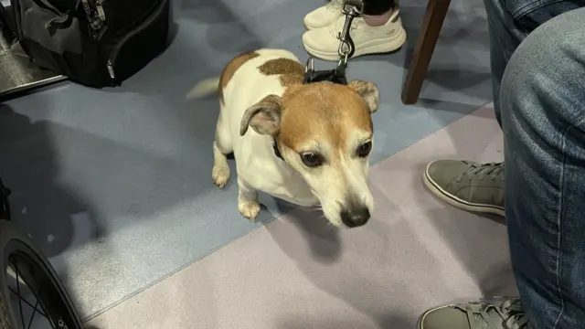 a Jack Russell on the floor.