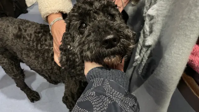 A black poodle being petted by people