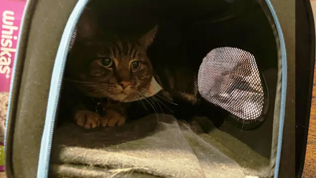 A cat in a catbox