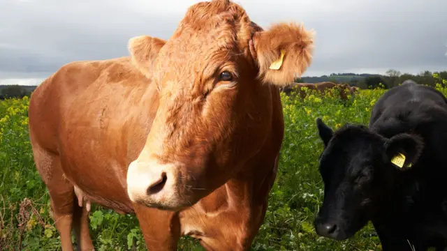 A brown cow is pictured