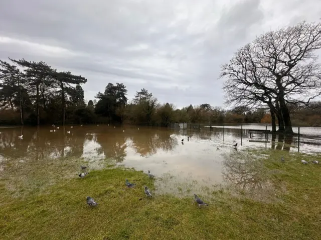 Southampton Common's green space under water. Some pigeons can be seen around it.
