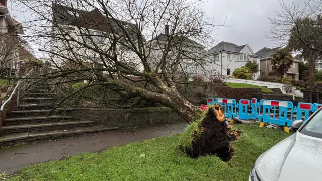 Image of a tree with its roots on show, toppled over a path