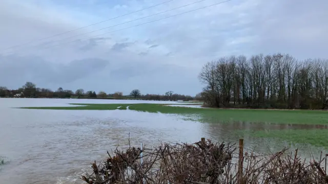 A flooded field. A line of trees and a hedgerow is visible.