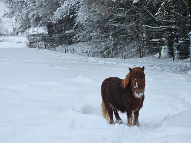 A pony stands in the snow in Bridgend in Aberdeenshire