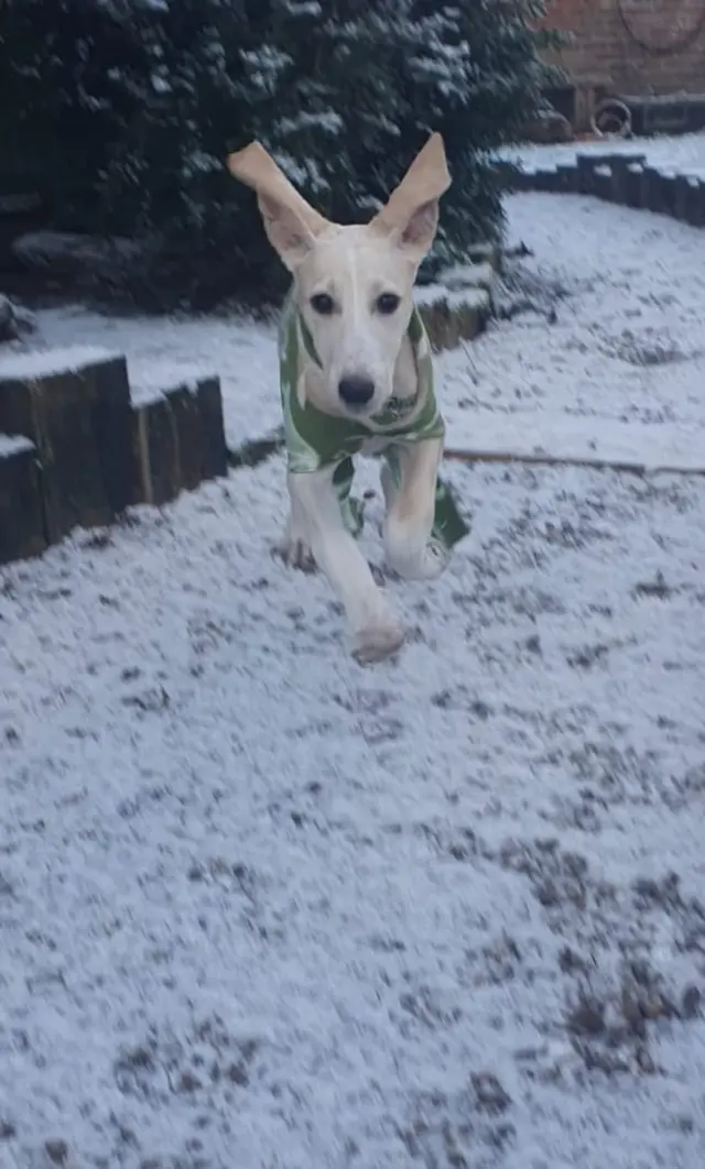A puppy runs towards the camera in a snowy garden