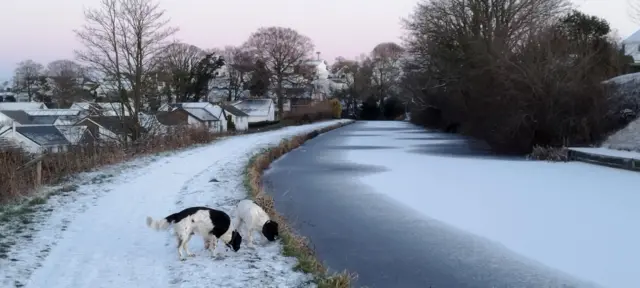 Dogs near a frozen river in Lancashire