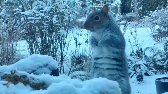 A squirrel stands upright in a snowy garden