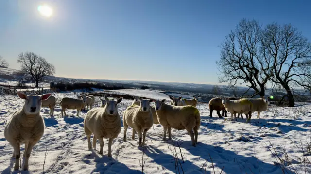 Fifteen sheep in a snowy field in Staffordshire, there's some leaves-less trees behind them. In the background are hillsy fields covered in snow