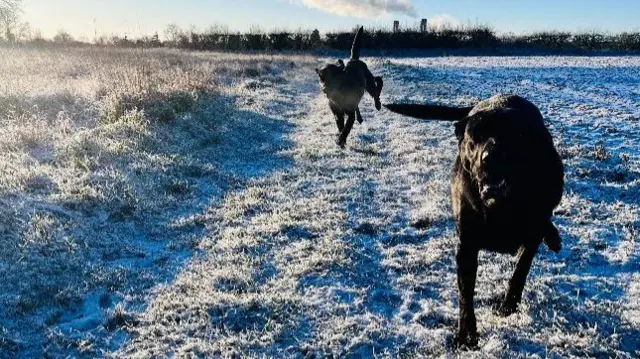 Dogs in the snow