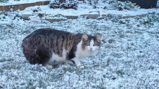 A cat outside in a snowy garden