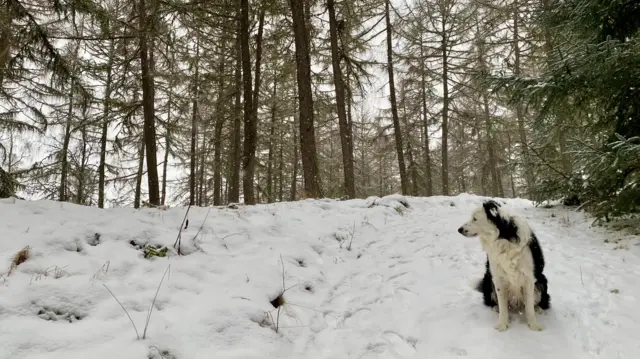 A dog in a snowy forest