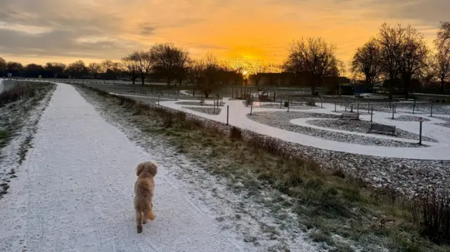 A dog on a walk at a snowy start to the day