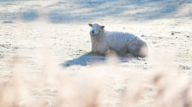 A sheep sits in a frozen field, there is bright sunlight and long grass