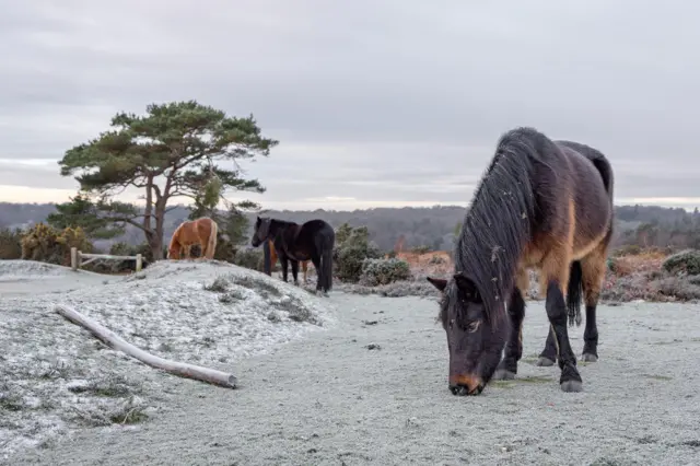 A group of horses in a frozen field