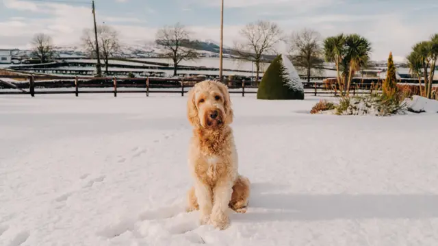A dog in the snow in Magherafelt, County Londonderry, on Tuesday morning