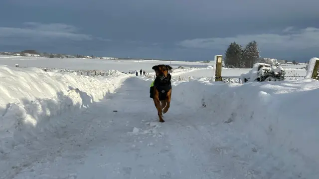 A dog runs through a snow-covered field