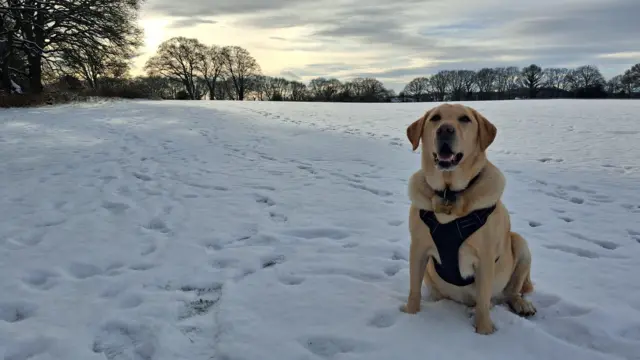 A golden retriever sits in a snow-covered field