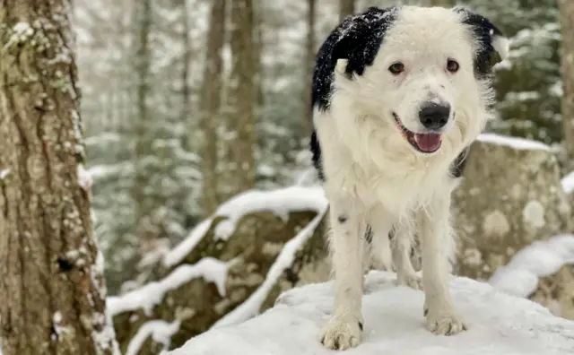 A dog on a snowy walk