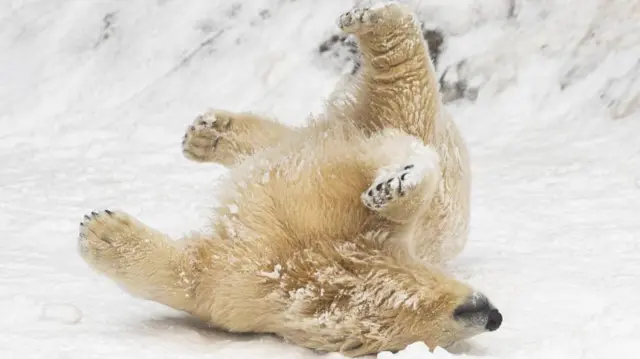 A polar bear enjoys the fresh snow following a heavy overnight snowfall in Sosto Zoo in Nyiregyhaza, northeastern Hungary, 07 January 2026.